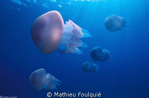 jellyfish shoal_Corsica by Mathieu Foulquié 